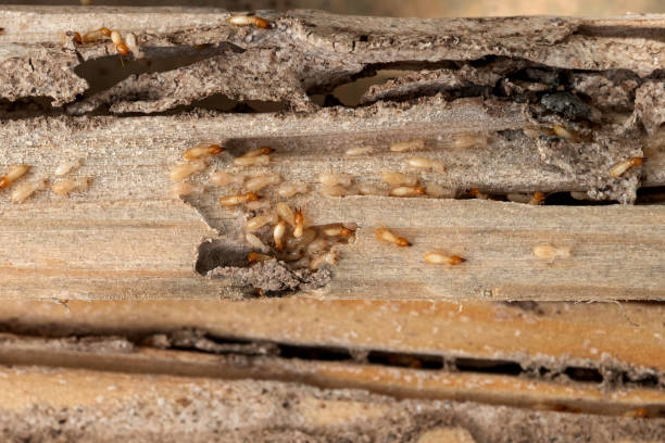 Best Affordable Pest Control Services  in Leisure World, MD